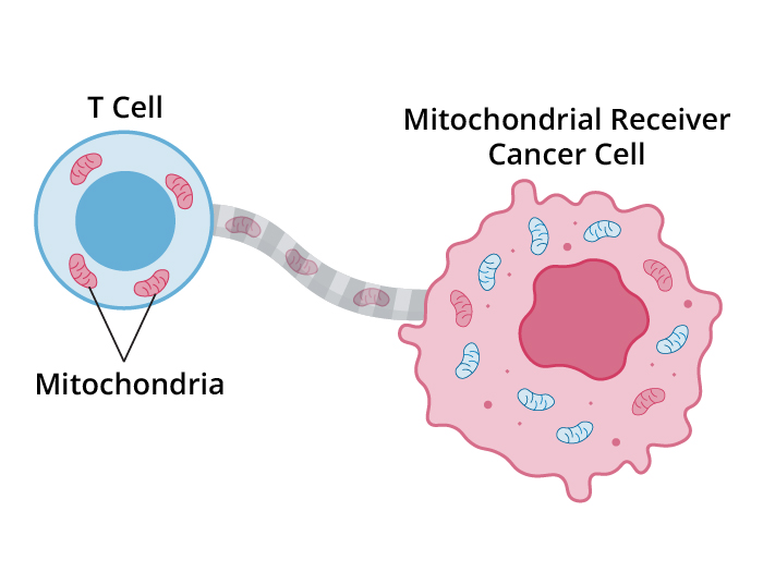 Mitochondrion visual data 7